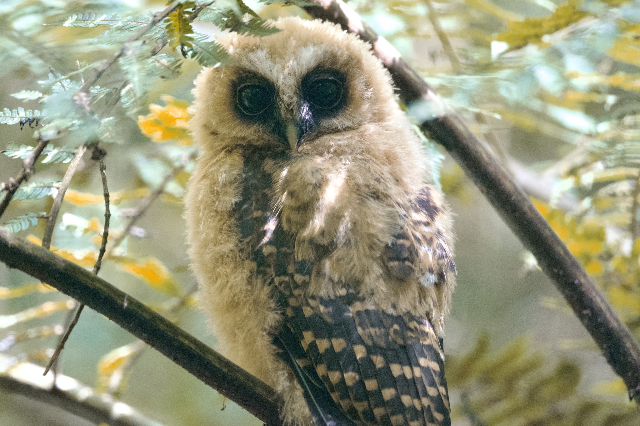 Rufous-banded Owl (Strix albitarsis), photo 10