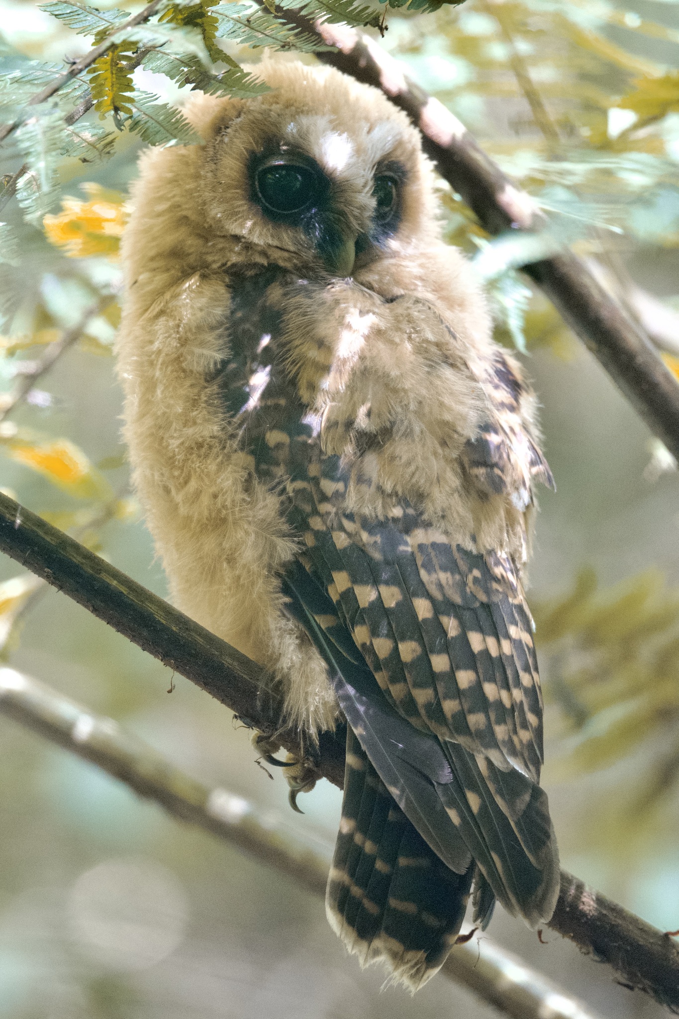 Rufous-banded Owl (Strix albitarsis), photo 9