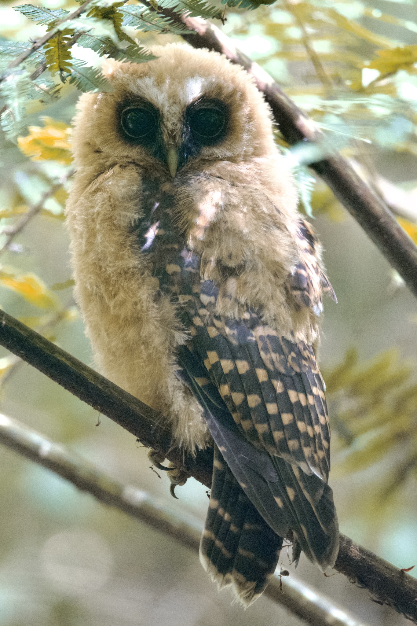 Rufous-banded Owl (Strix albitarsis), photo 7