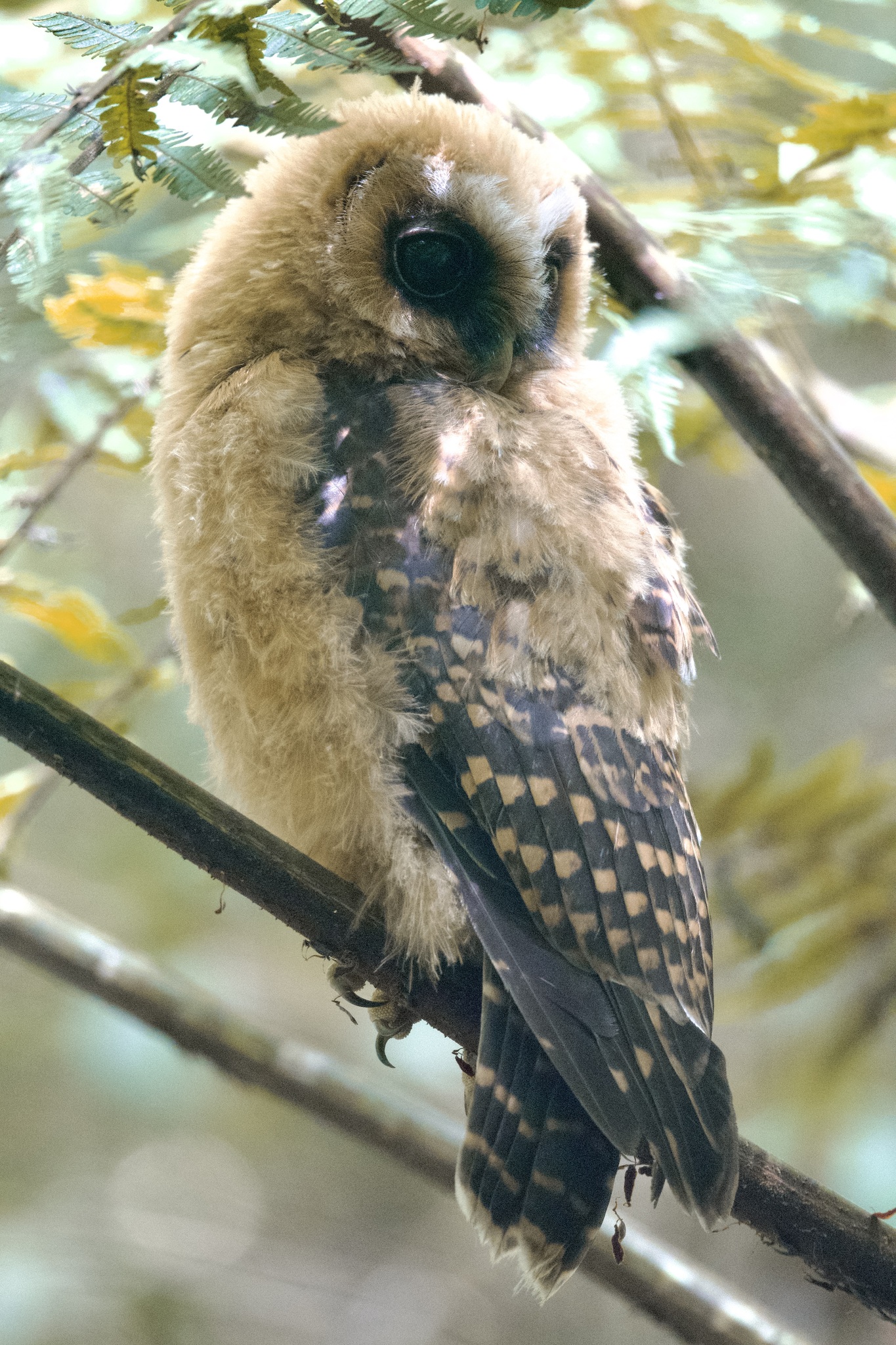 Rufous-banded Owl (Strix albitarsis), photo 8
