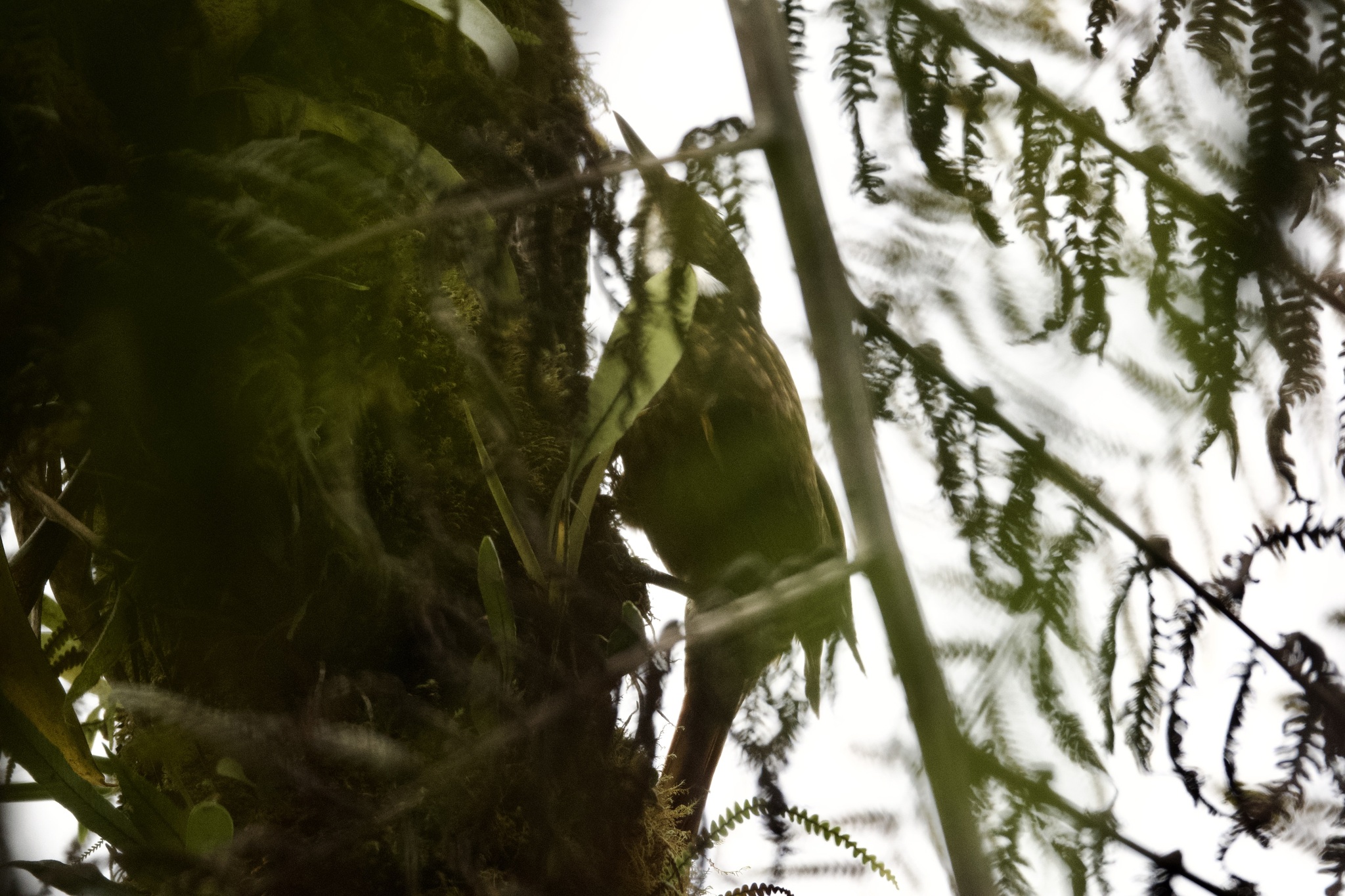 Streaked Tuftedcheek (Pseudocolaptes boissonneautii), photo 6