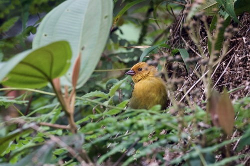 Ochre-breasted Brushfinch (Atlapetes semirufus), photo 2
