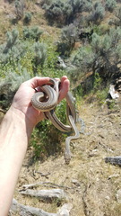 Masticophis taeniatus taeniatus