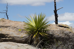 Yucca madrensis