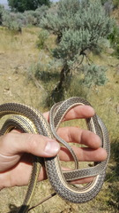 Masticophis taeniatus taeniatus