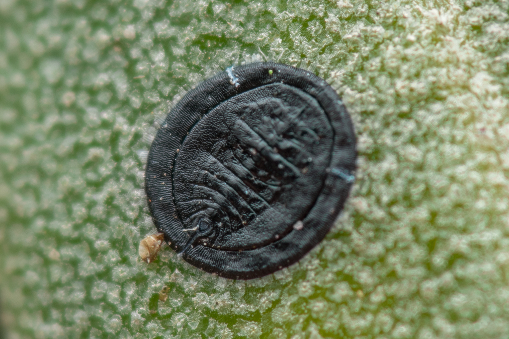 Aleurolobus olivinus
