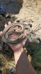 Masticophis taeniatus taeniatus