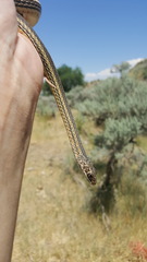 Masticophis taeniatus taeniatus