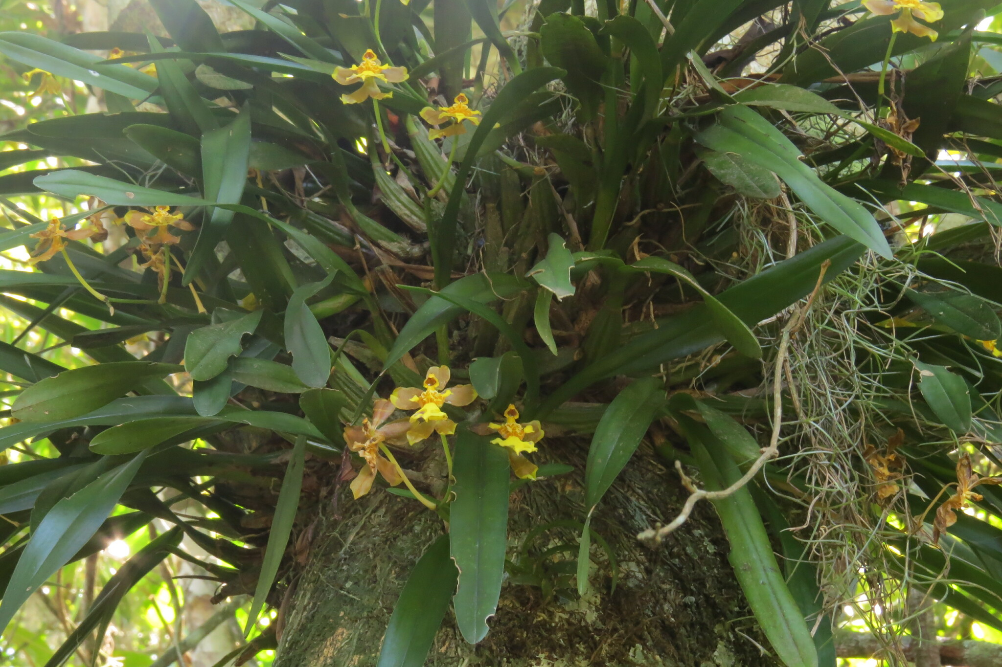 Gomesa longipes