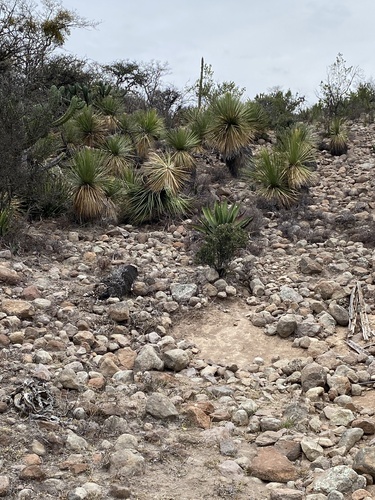 Foto de Sotol