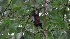 Pteropus giganteus