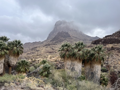 Washingtonia filifera iNat (3)