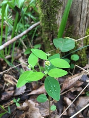 Euphorbia mercurialina