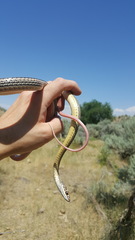 Masticophis taeniatus taeniatus