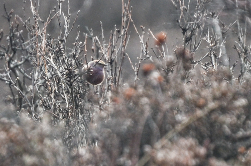 White-browed Tit-warbler (Leptopoecile sophiae), photo 9