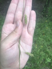 Carex cherokeensis