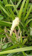 Carex pendula