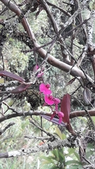 Comparettia falcata