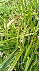 Carex pendula