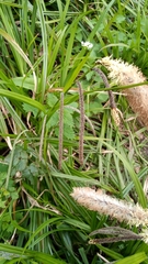 Carex pendula