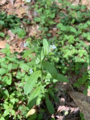 Myosotis macrosperma