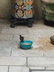 Haemorhous mexicanus