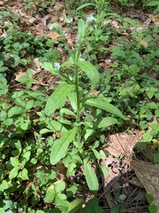 Myosotis macrosperma