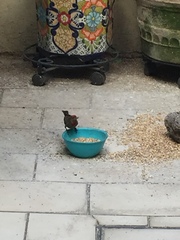 Haemorhous mexicanus