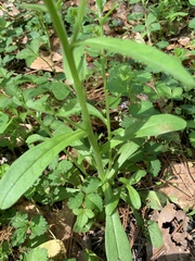 Myosotis macrosperma