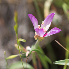 Clarkia franciscana
