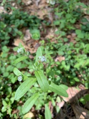 Myosotis macrosperma