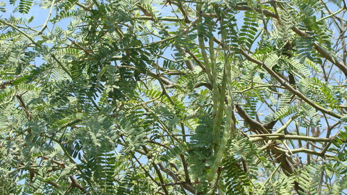 Image of Neltuma articulata by (c) Alexis López Hernández, some rights reserved (CC BY)