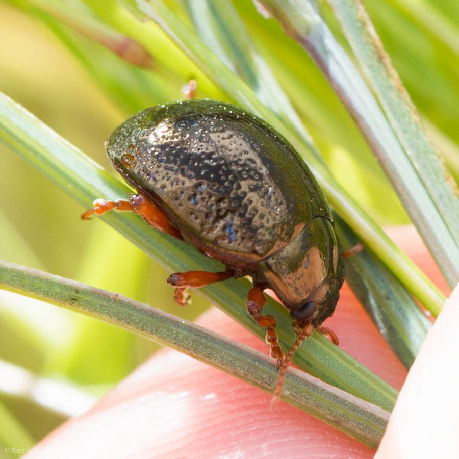 Chrysolina