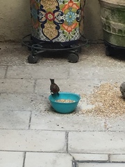 Haemorhous mexicanus