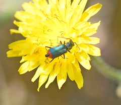 Clanoptilus spinipennis