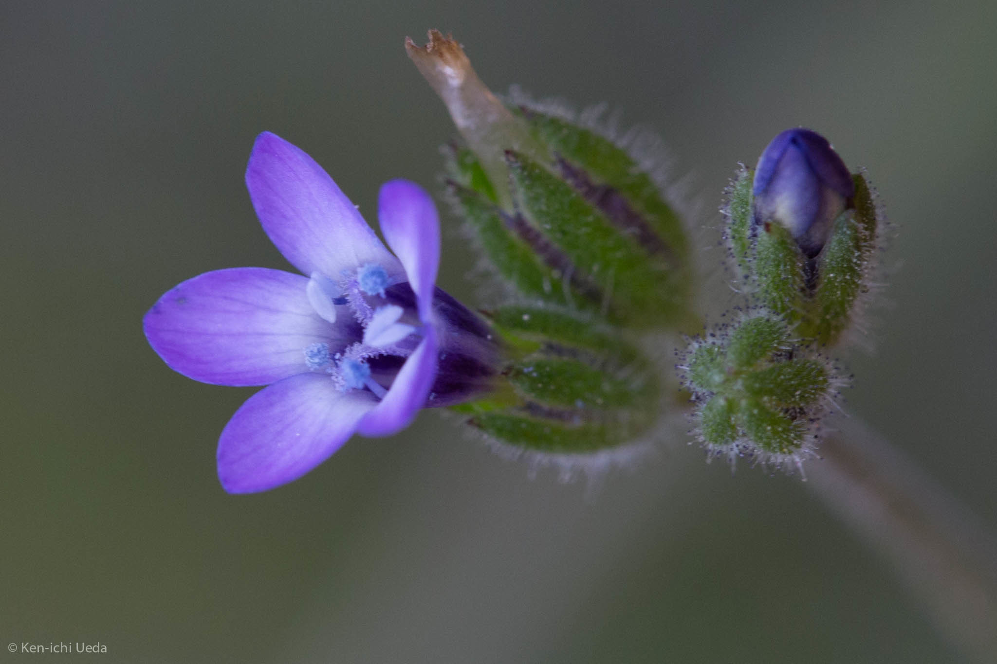 Gilia clivorum