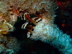 Pearsonothuria graeffei