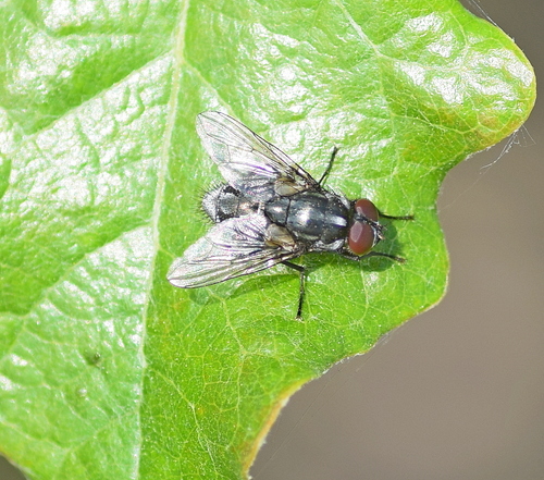 Morellia podagrica