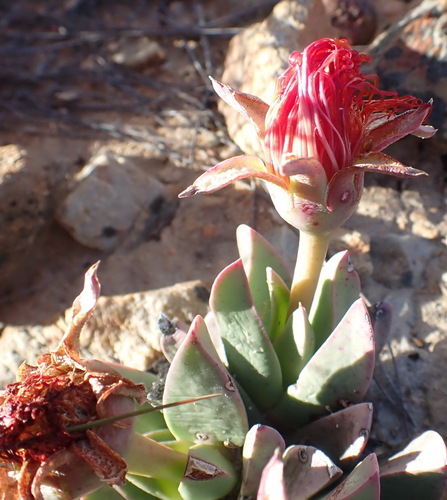 Image of Machairophyllum bijliae by (c) Nicola van Berkel, some rights reserved (CC BY-SA)