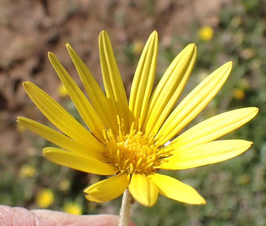 Prostrate Capeweed from Quaggasberg, Garden Route District Municipality ...