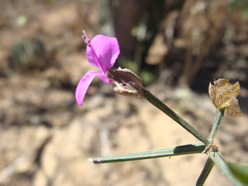 Image of Arizona Foldwing (Dicliptera resupinata) by (c) Alexis López Hernández, some rights reserved (CC BY)