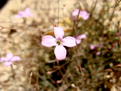 Image of Stenotis asperuloides by (c) Alexis López Hernández, some rights reserved (CC BY)