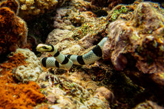 Yellow-Lipped Sea Snake photo 2
