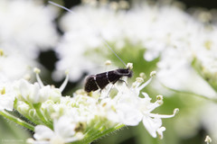 Adela septentrionella