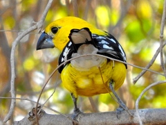 Pheucticus chrysopeplus