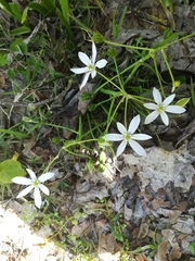 Ornithogalum umbellatum