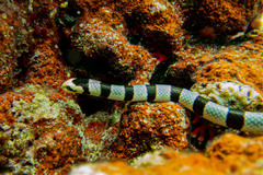 Yellow-Lipped Sea Snake photo 3