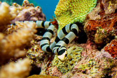 Yellow-Lipped Sea Snake photo 4