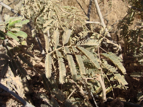 Calliandra californica