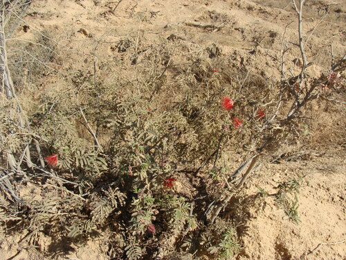 Calliandra californica